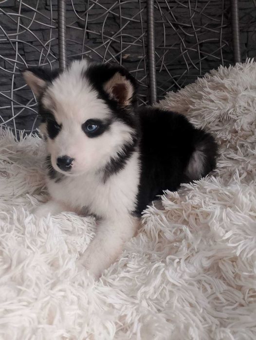 Suczka Syberian Husky długowłosa w typie misia metryka chip