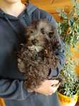 Piesek Pooton Maltipoo