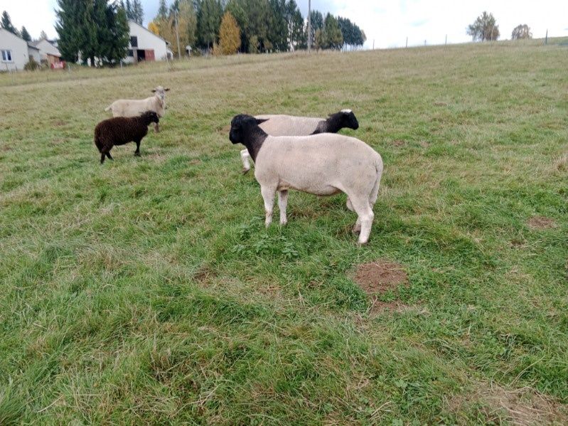 Sprzedam tryka dorper