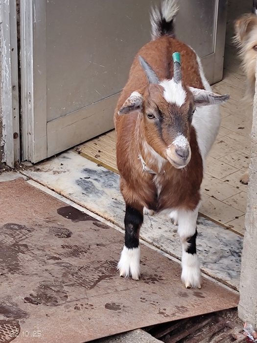 Vendo Cabra pequena