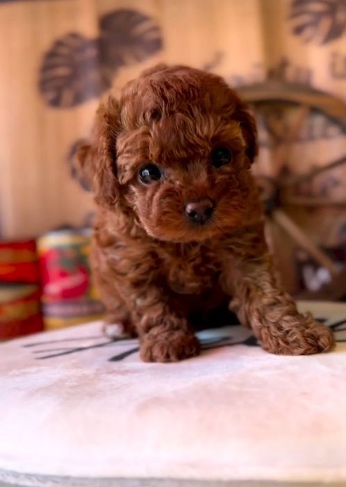 Малишка той пудель Ред браун, мінні