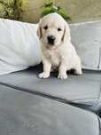 Golden Retriever menino