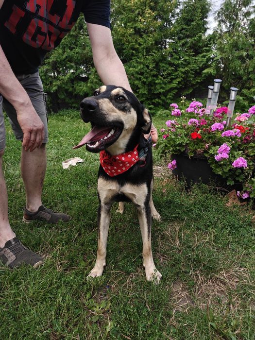 Oddam za darmo pieska