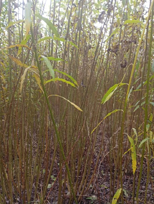 Sprzedam wiklinę amerykankę okolo;25t