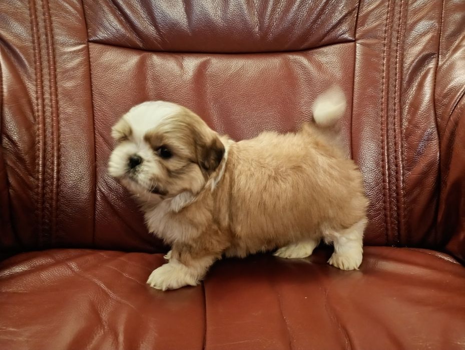 Shih tzu piesek z rodowodem
