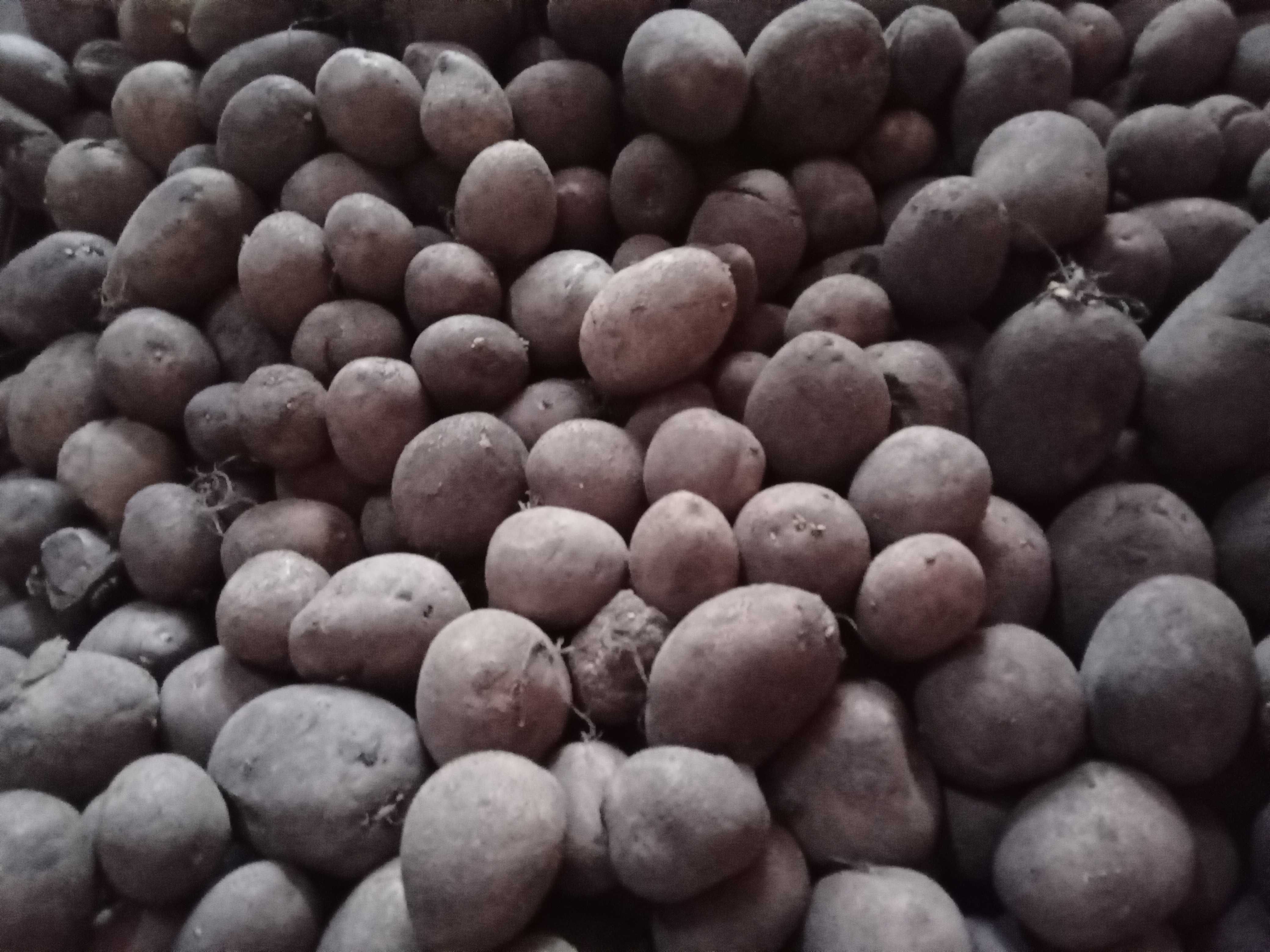 Ziemniaki lili, kaliber 30-55 mm