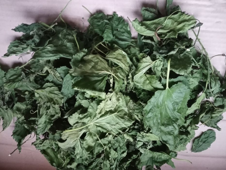 Продам лисття лист трава шовковиця шолковіца , яблуня лист.