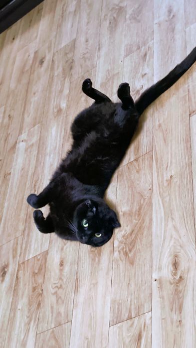 В'язка, вісловухий шотландець запрошує чарівну кішечку.