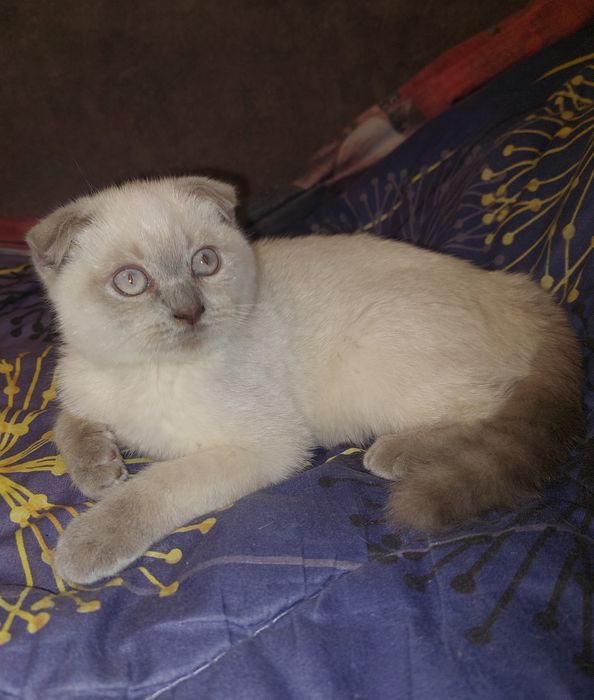 Скоттиш фолд Девочка