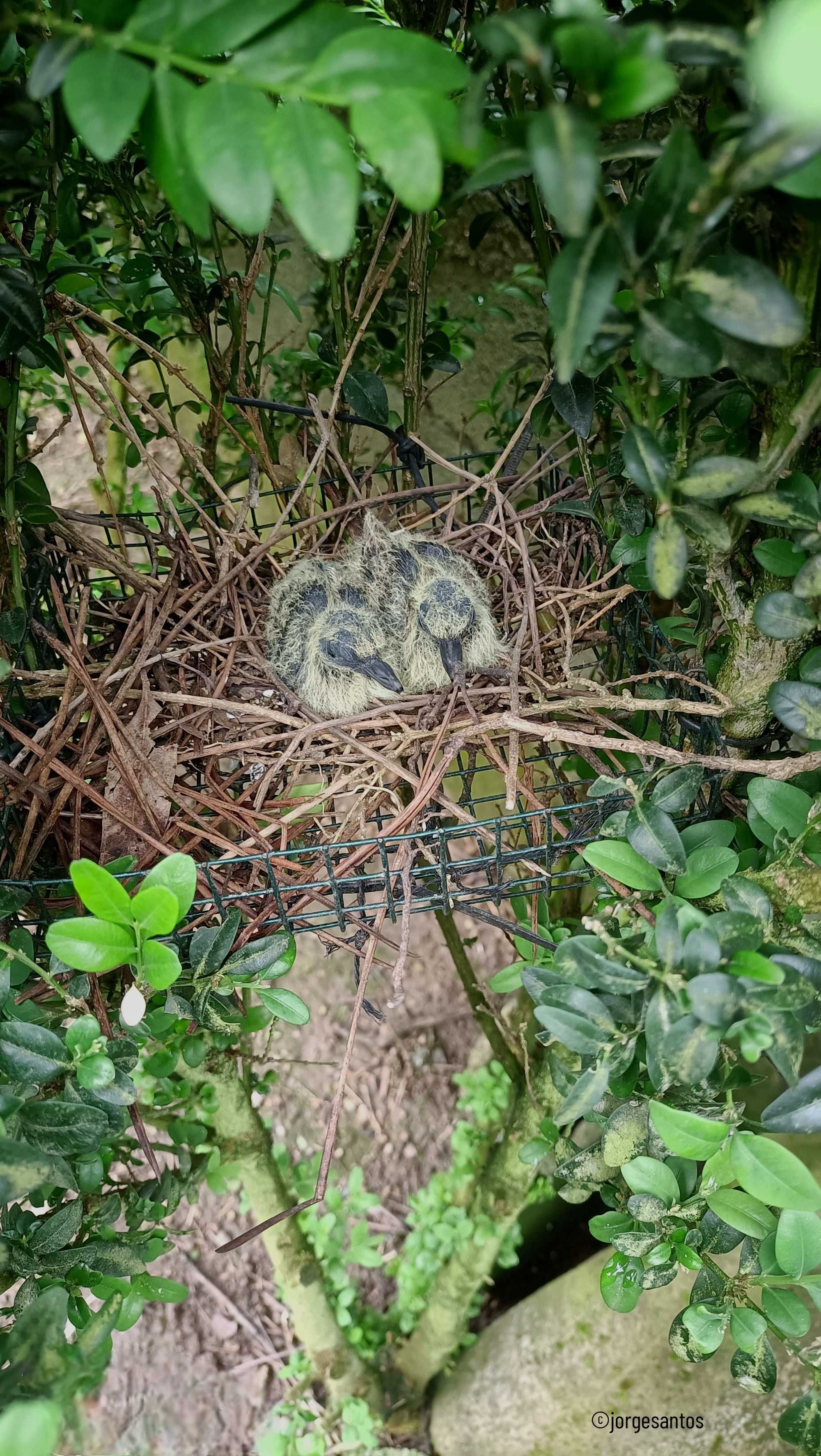 Rolas Bravas (Streptopelia turtur) - Santa Comba Dão - Viseu