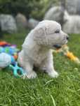 Piesek Golden Retriever ZKwP FCI