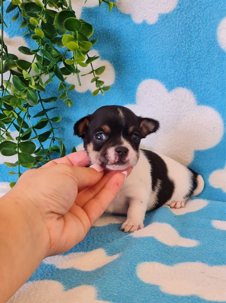 Bonequinho Chihuahua/Chiuaua. LinhagemRussa