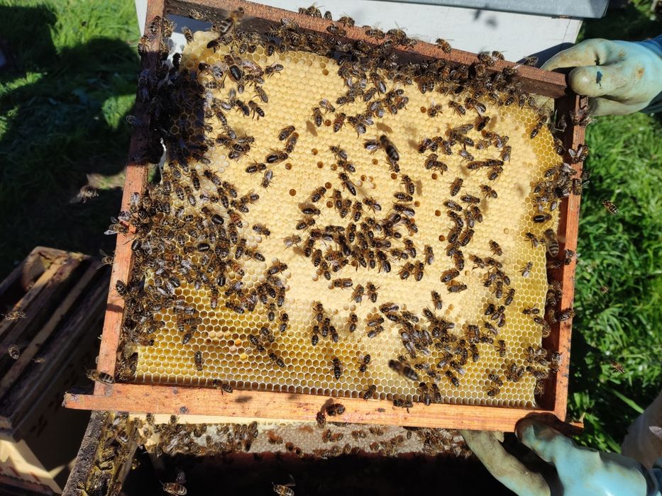 Enxames de abelhas modelo lusitano