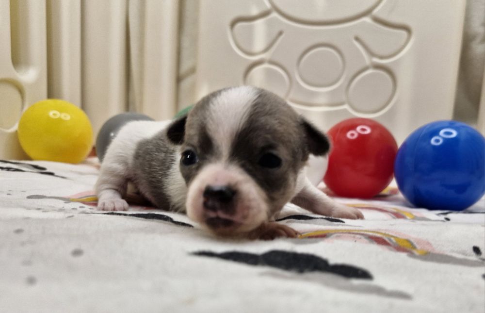 Chihuahua piekny piesek