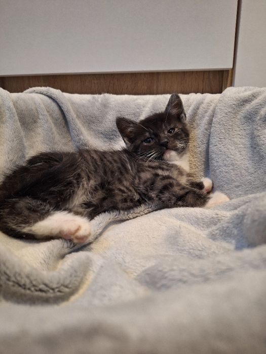Kotka do adopcji