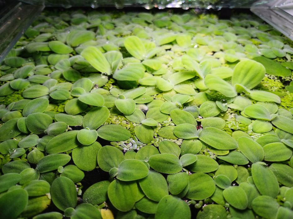 50 szt. pakiet roślin pływających - Pistia