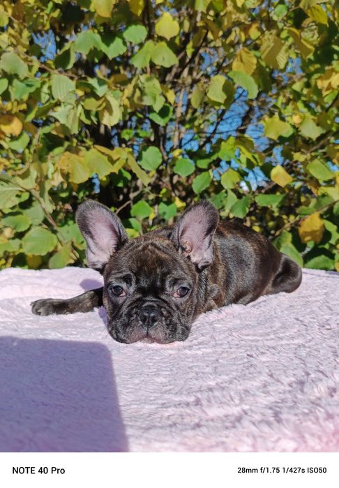 Buldog francuski marengo