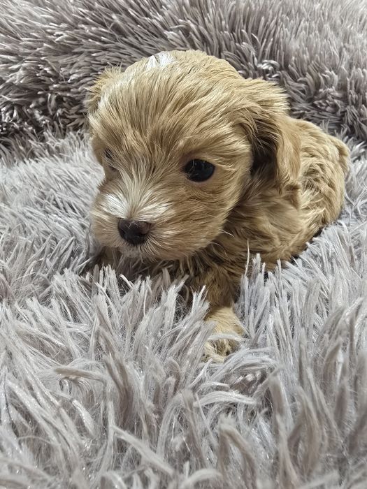 Maltipoo chłopiec samiec mini