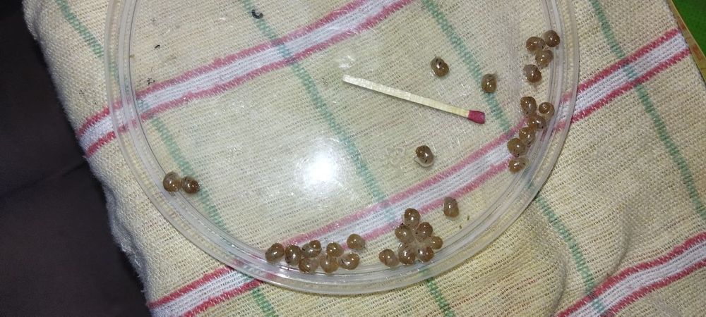 Продам равликів Ахатини