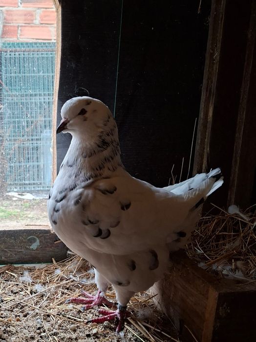 Pombos raça show King para venda