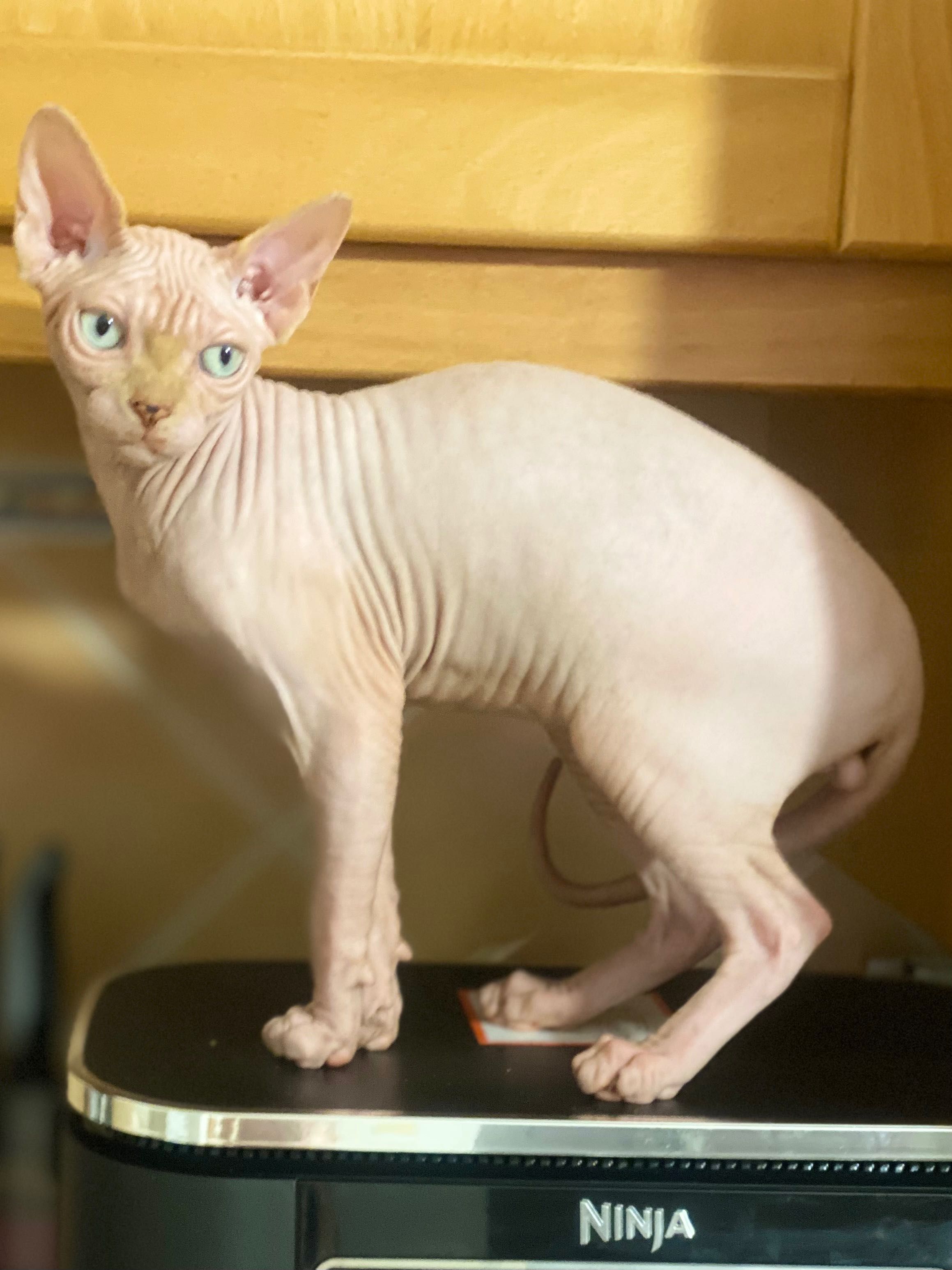 Sphynx Macho cream