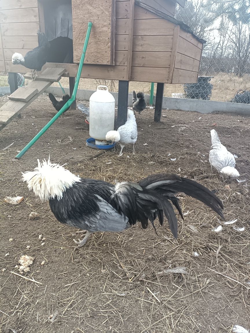 Jajka legowe Ayam Cemani Kochin Białoczub Silka