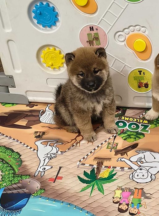 Cudny piesek shiba inu