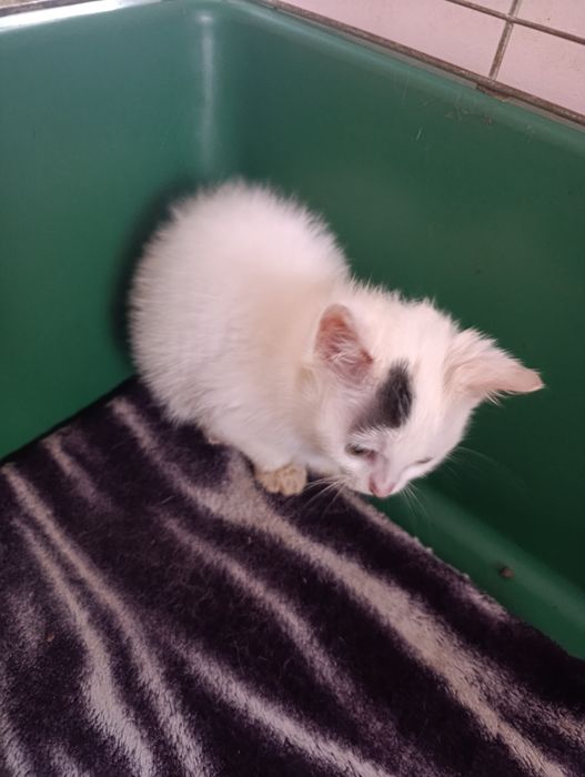 Віддам кішечку в гарні ручки