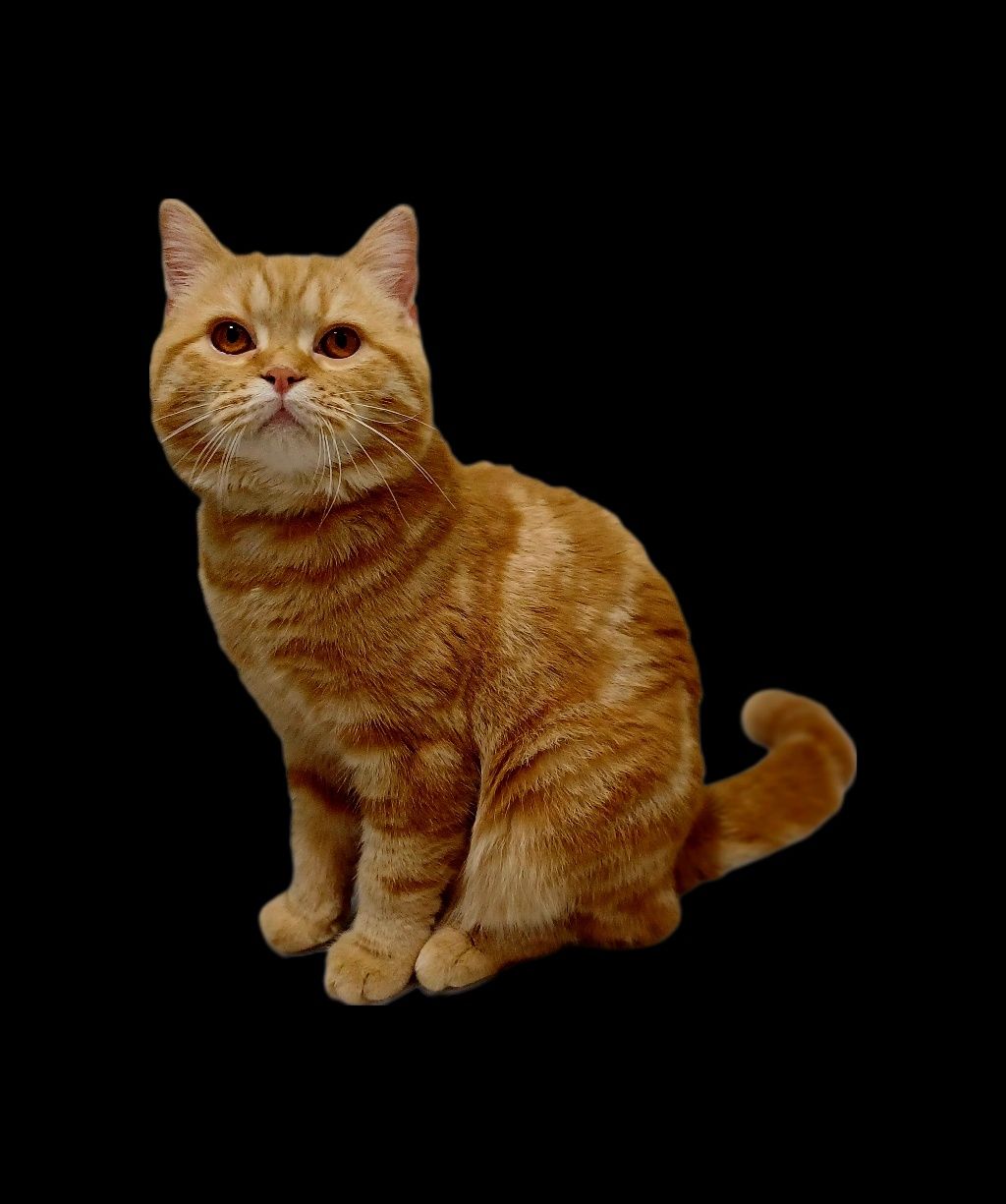 scottish straight чистокровний котик в мрамурово - рудому  забарвленні
