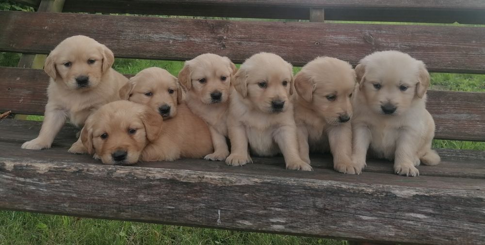 Golden retriever szczeniak