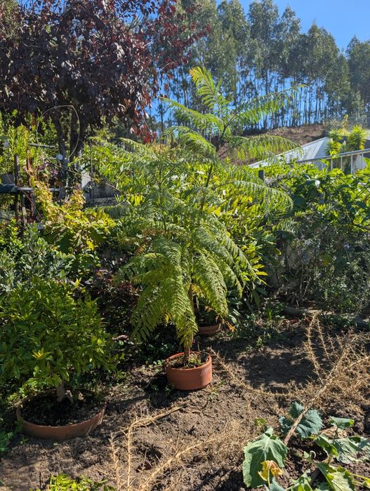 Jacaranda 3 anos - Muda Pré bonsai em vaso