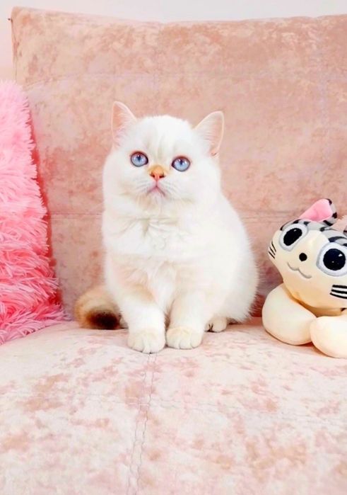 Красунечка шотландська дівчинка Скотіш Страйт