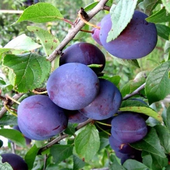 Ясколка почвопокровник, лилейник, крыжовник, алыча, слива