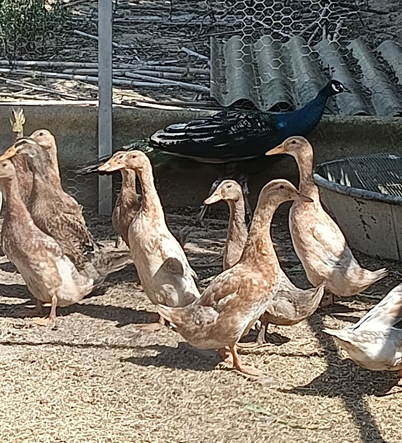 Patos rouen.                  .