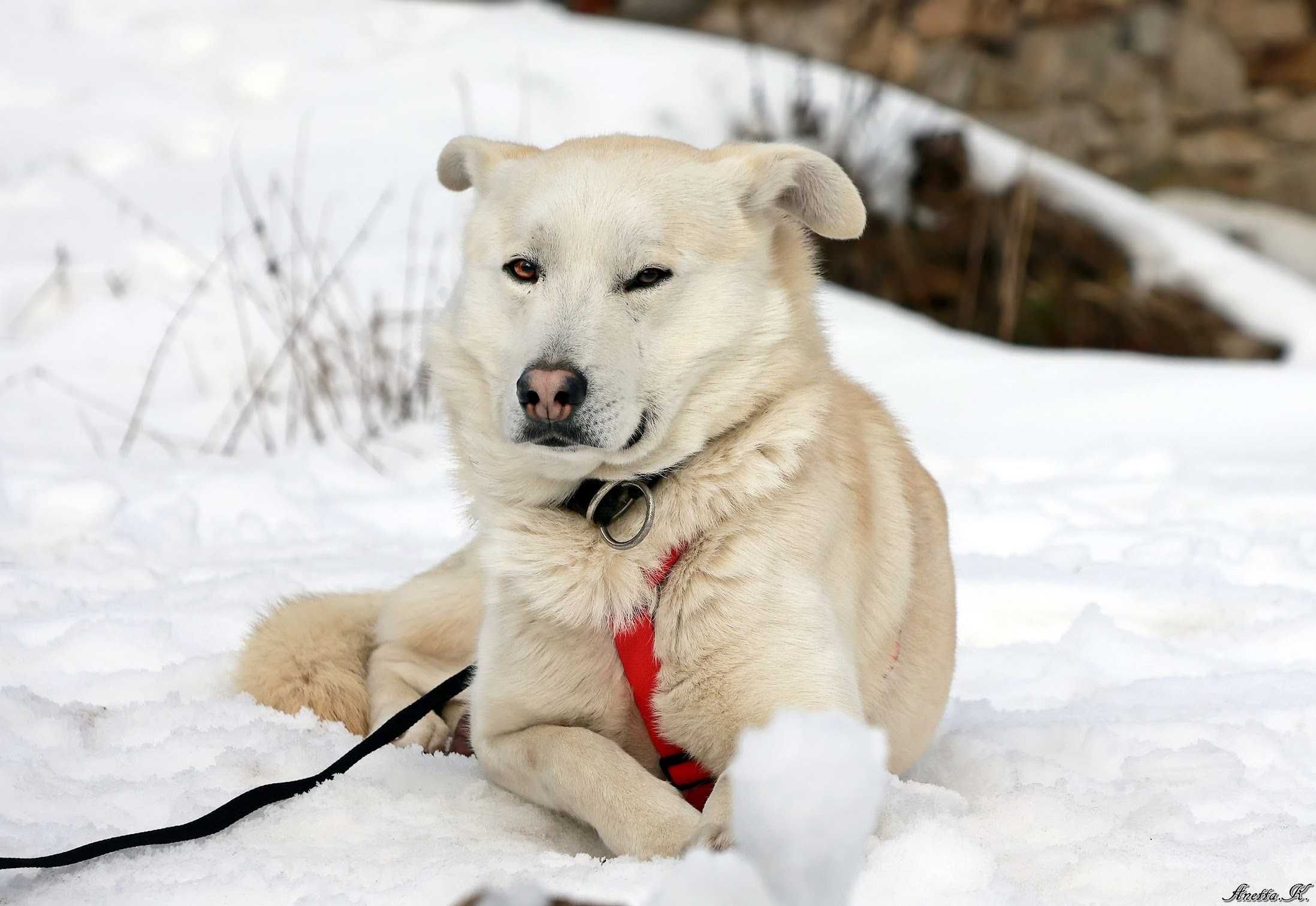 Prosimy o dom dla nieśmiałego DINGO!