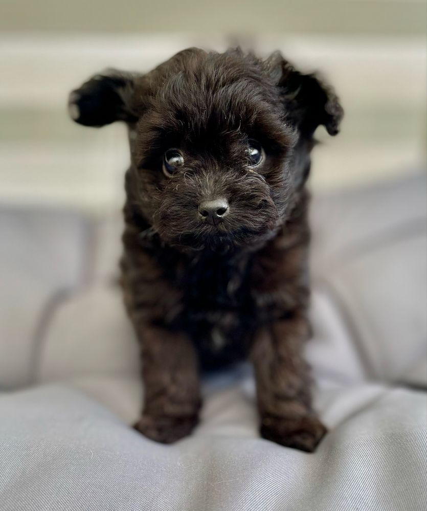 Pomapoo /chłopczyk/ hybryda szpic miniaturowy/ pudel toy
