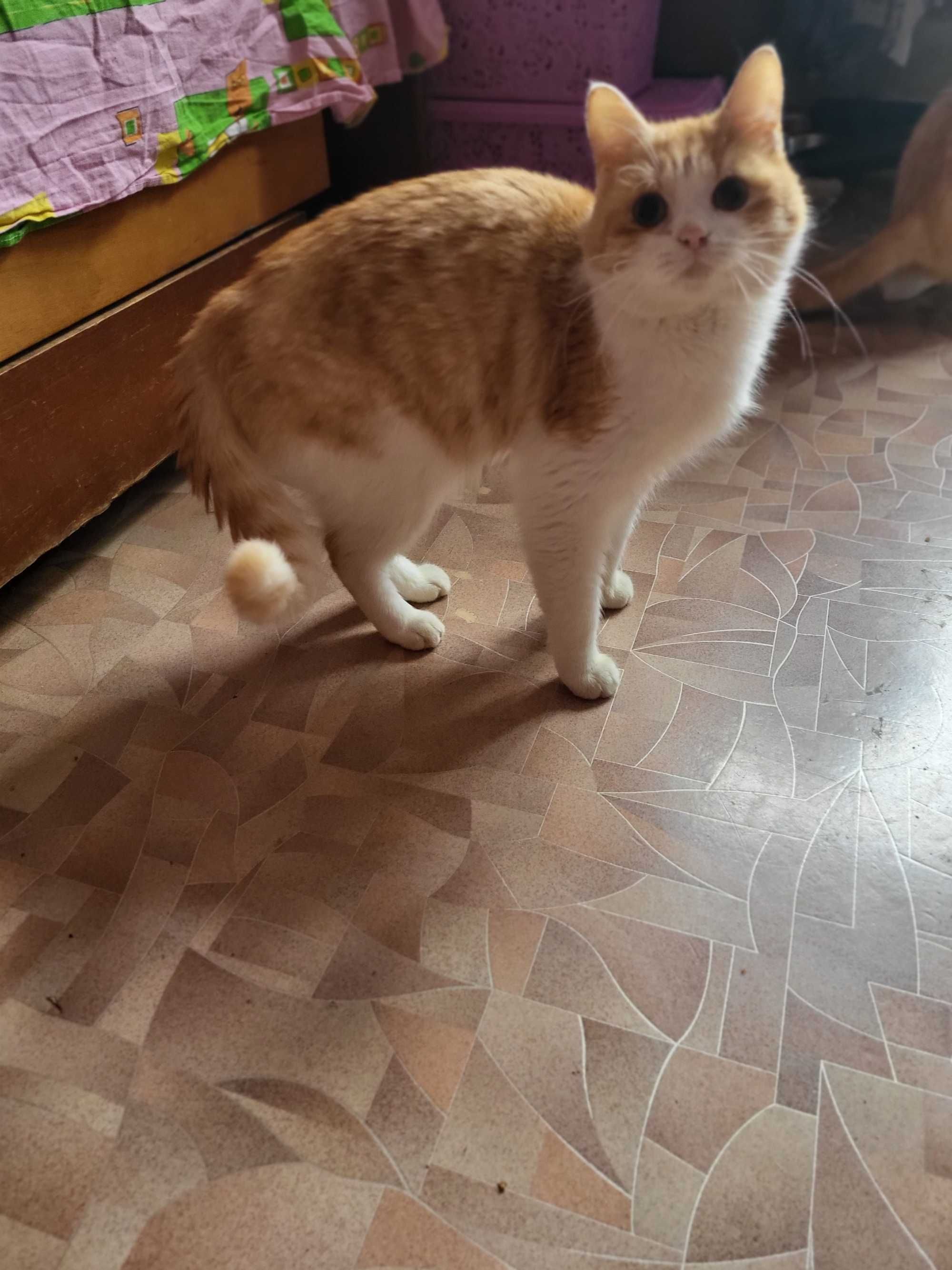 Котик ищет дом и хорошие ручки