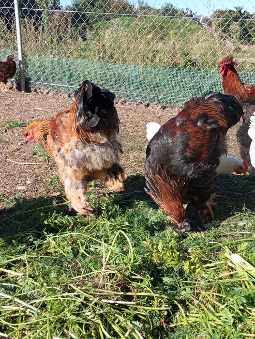 Koguty brahma  sprzedam