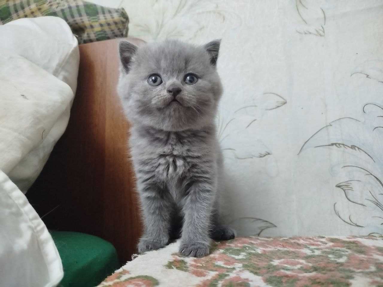 Шотландські кошенята