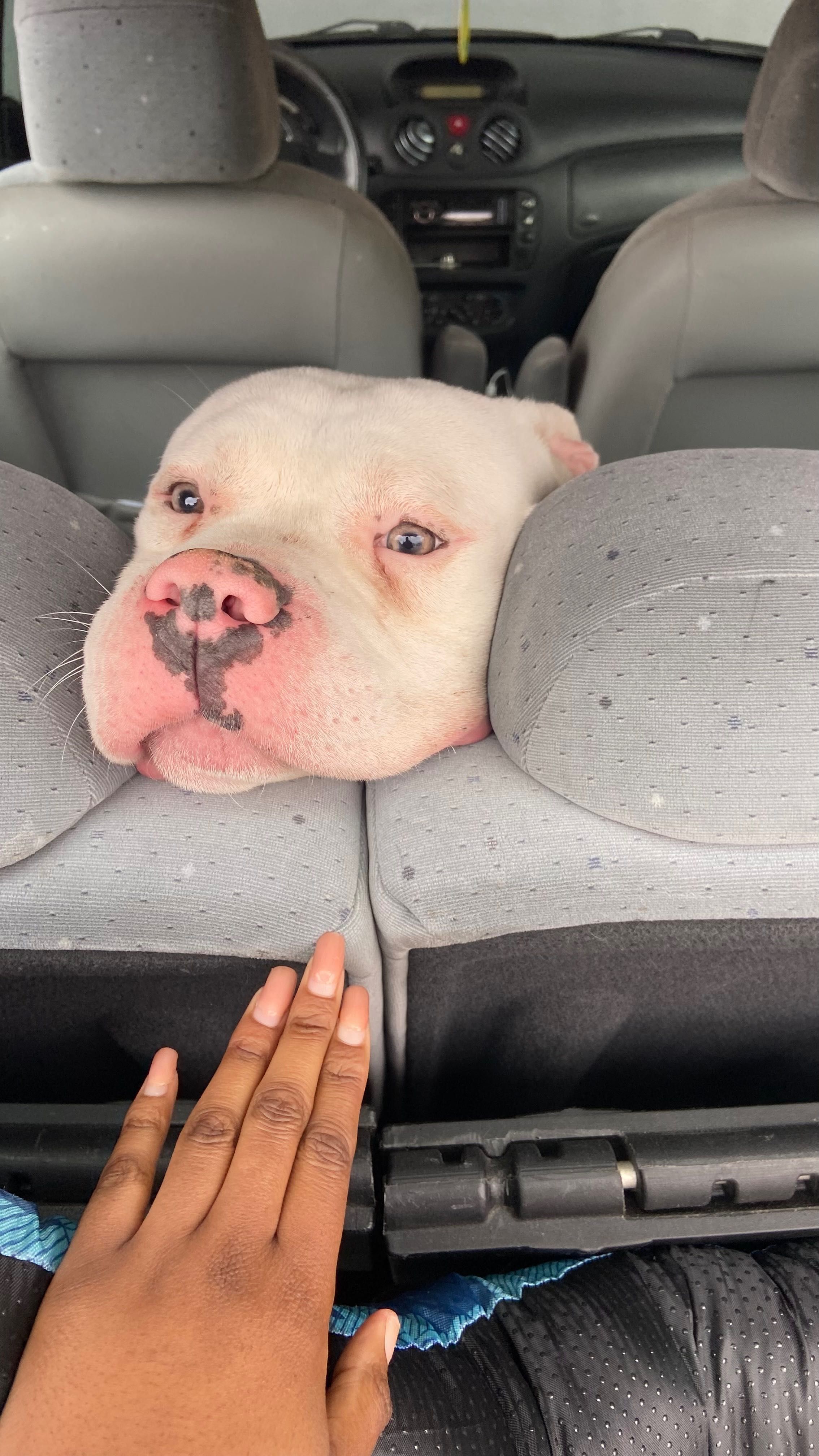 American Bully para adoção