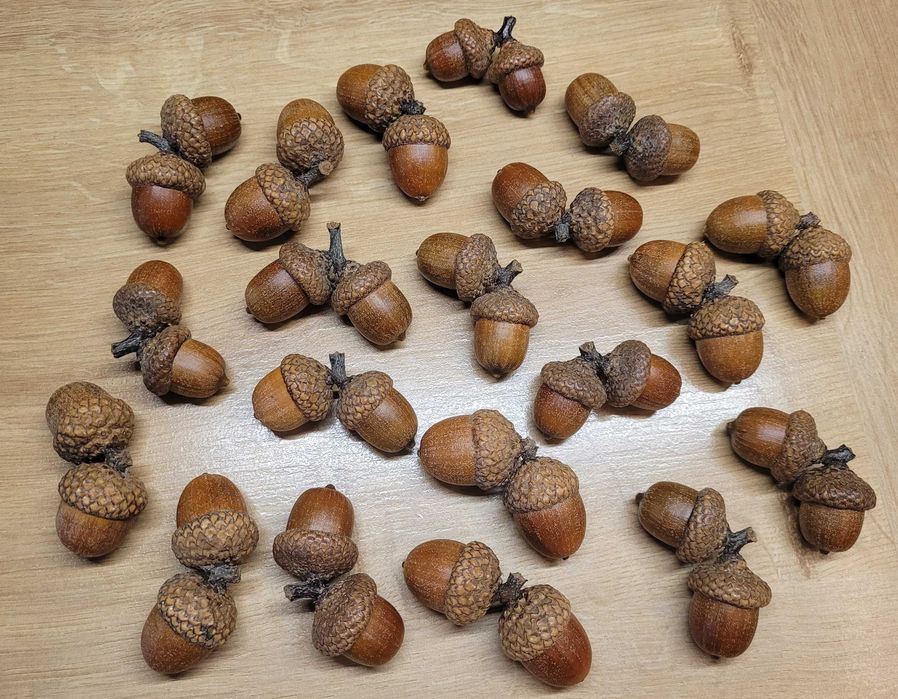 art. plastyczne żołędzie w parach i osobno