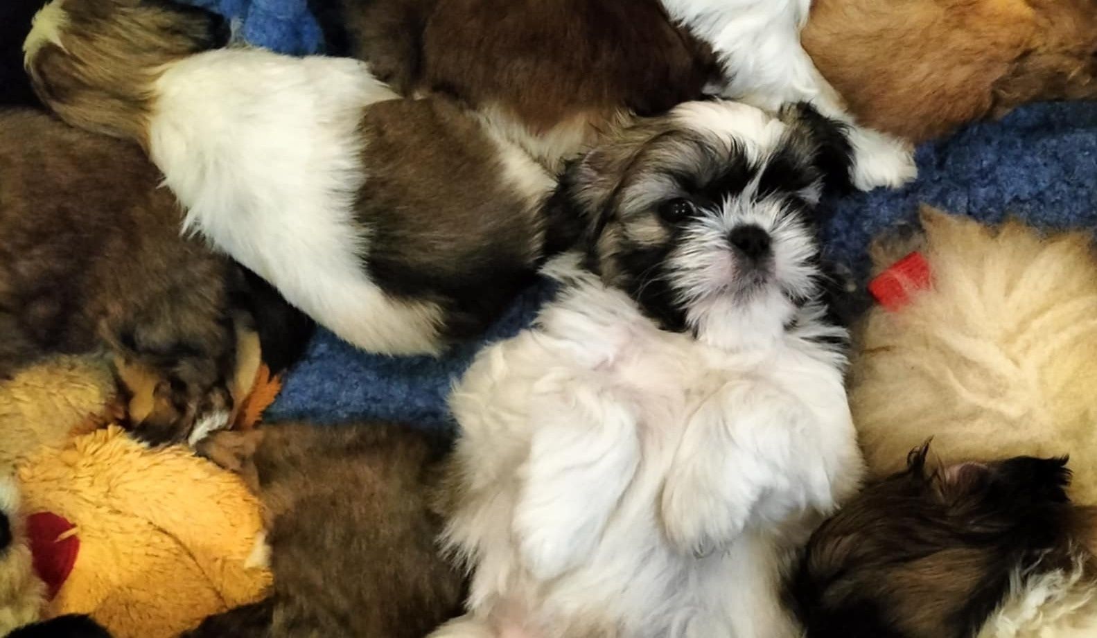 Shih tzu chłopiec 3 szczepieniemi  z domowej hodowli
