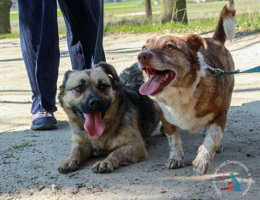 Bardzo przyjazna sunia Kizia szuka domu!