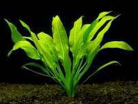 Echinodorus Amazonicus (żabienica)
