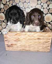 Springer Spaniel