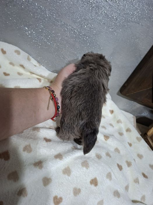 Shih-tzu suczka śliczny