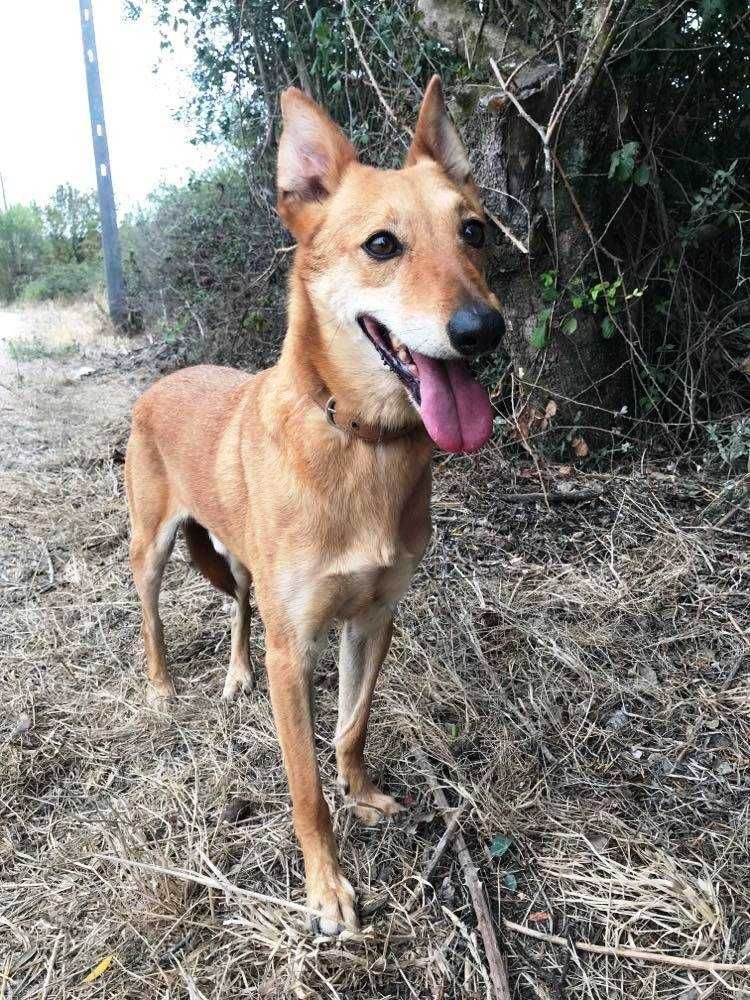 André - cão médio para adoção