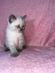 Котик шотландський