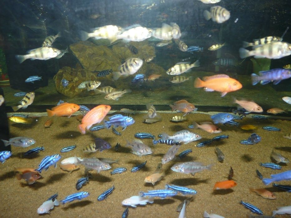 Меланохромис Майнгано Melanochromis Maingano Цихліди Малаві