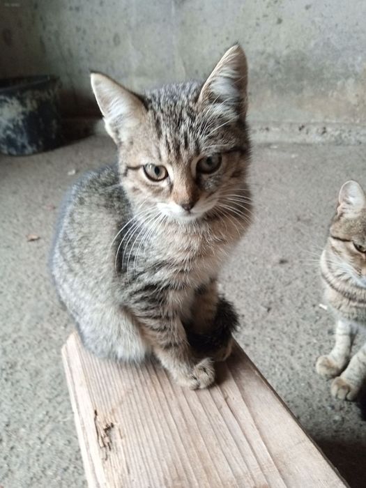 Кошенята в добрі руки